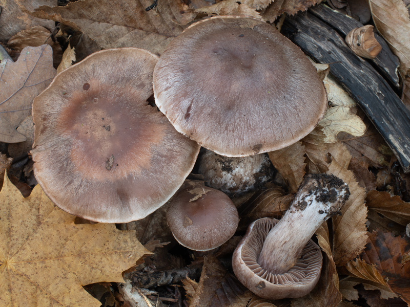 Cortinarius furiosus Cortinarius furiosus